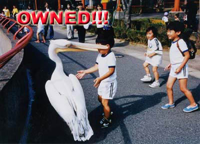 ownedpelicankid.jpg